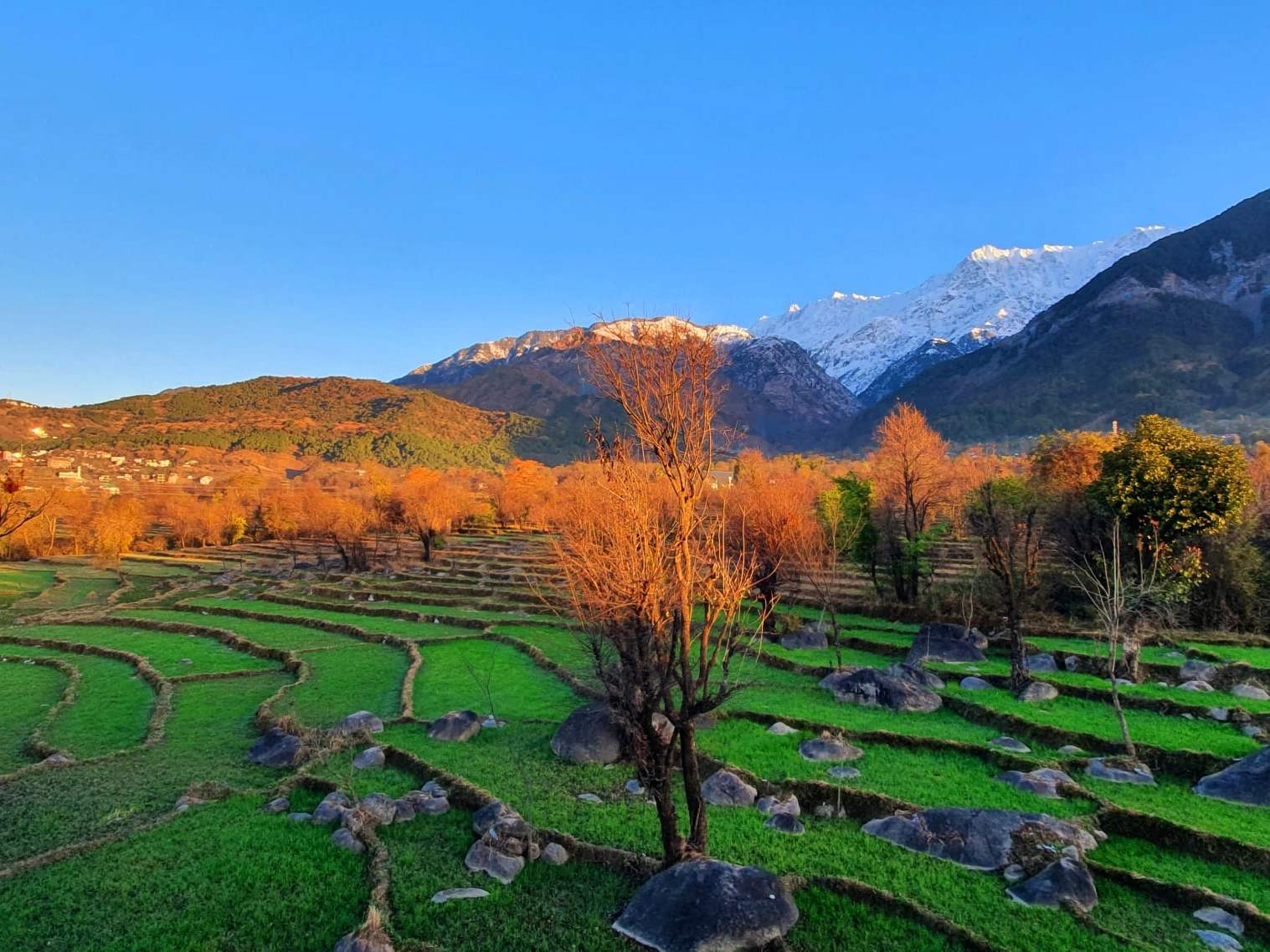 Terraced fields and autumn trees below the snow-capped Dhauladhar, Dharamshala